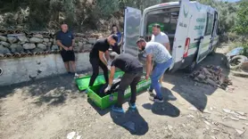 Mandalina bahçesinde ölü olarak bulundu
