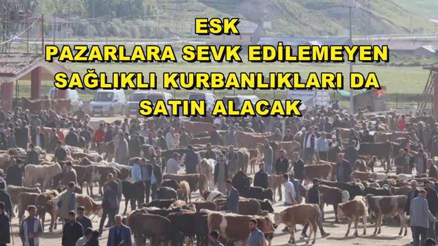 ESK pazarlara sevk edilemeyen sağlıklı kurbanlıkları da satın alacak