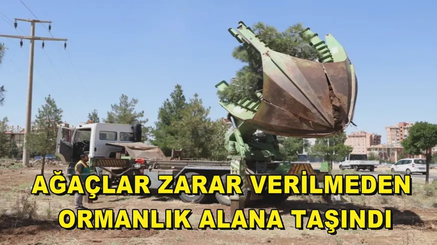 Ağaçlar zarar verilmeden ormanlık alana taşındı