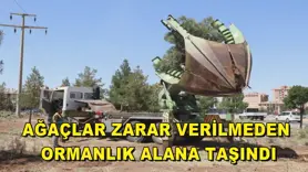 Ağaçlar zarar verilmeden ormanlık alana taşındı