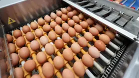 Tavuk yumurtalarının ihracatı kayda bağlandı