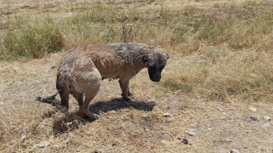 İtfaiye ekipleri kanala düşen köpeği kurtardı