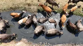 Diyarbakır'da mandaların su banyosu