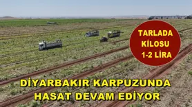 Diyarbakır karpuzunda hasat devam ediyor