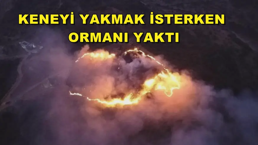 Keneyi yakmak isterken ormanı yaktı