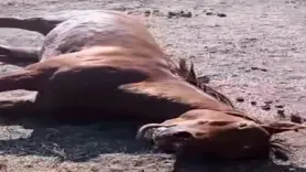 Husumetlisinin atını tabancayla vurdu