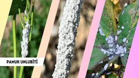 Pamuk üreticilerine 'unlu bit' uyarısı