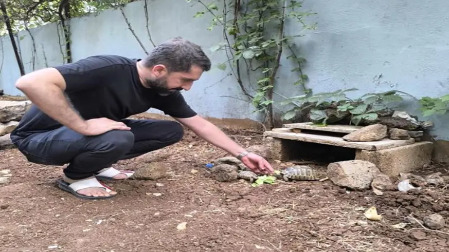 Kıraathane sahibi aç kalan kaplumbağaları sahiplendi