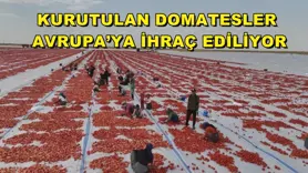 Kurutulan domatesler Avrupa’ya ihraç ediliyor
