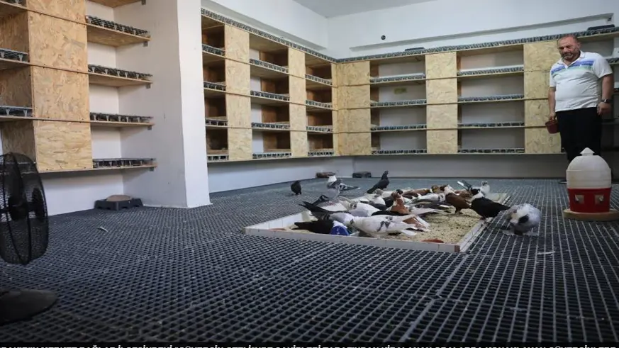 Güvercinlere 5 yıldızlı otel konforunda hizmet