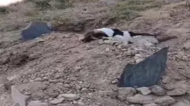 Sahibinin mezarından ayrılmıyor