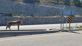 Refüjde görülen geyik şaşkınlık uyandırdı