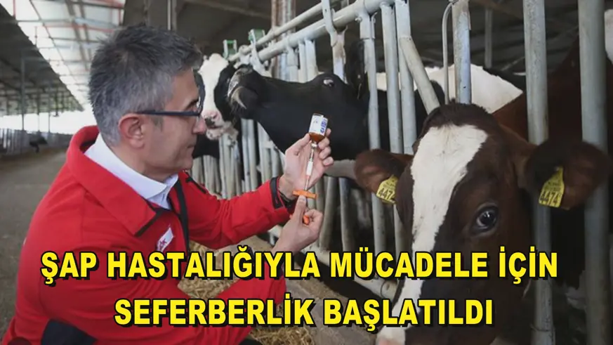 Türkiye'de şap hastalığıyla mücadele için seferberlik başlatıldı