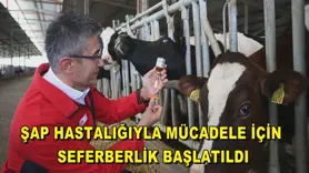 Türkiye'de şap hastalığıyla mücadele için seferberlik başlatıldı