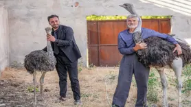 Diyarbakır'da firari deve kuşu 