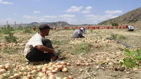 Mevsimlik soğan işçilerin zorlu mesaisi