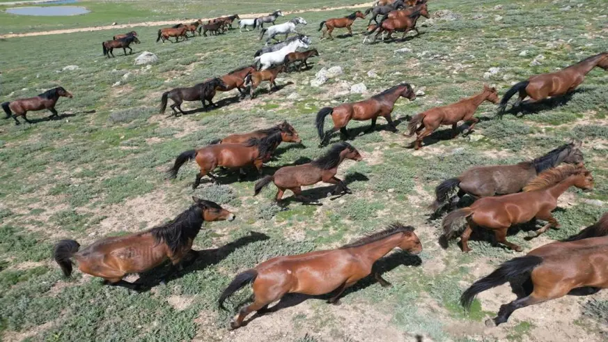 Yılkı atları doğal yaşam ortamlarında görüntülendi