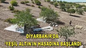 Diyarbakır'da ‘Yeşil altın'ın hasadına başlandı