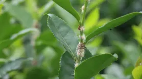 Doğu Karadeniz’in korkulu rüyası 'Vampir kelebekler'