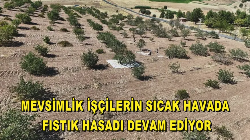 Mevsimlik işçilerin sıcak havada fıstık hasadı devam ediyor