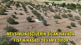 Mevsimlik işçilerin sıcak havada fıstık hasadı devam ediyor