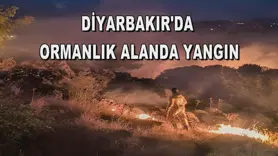 Diyarbakır'da ormanlık alanda yangın