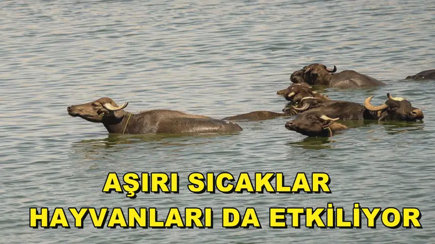 Aşırı sıcaklar  hayvanları da zor durumda bırakıyor