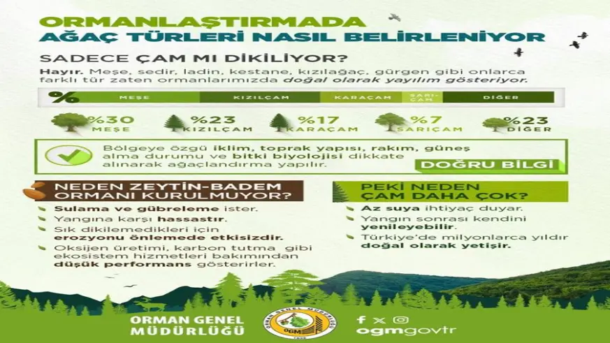 Orman yangınlarından sonra yapılan çalışmalar açıklandı