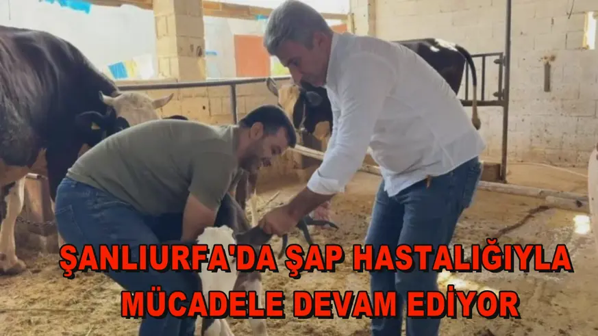 Şanlıurfa'da şap hastalığıyla mücadele devam ediyor