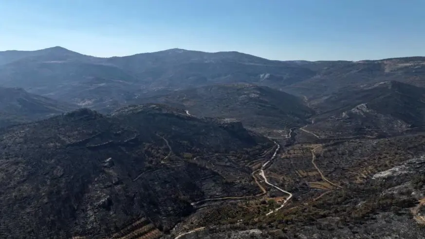 Orman yangınından geriye kalan acı manzara