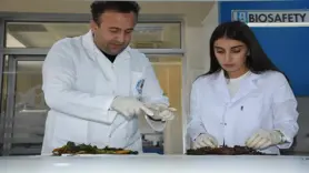 Bu bitkiler şifa verici