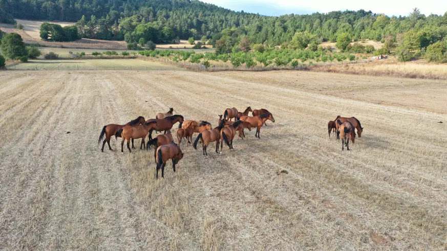 Bolu Dağı'ndaki yılkı atları taylarıyla görüntülendi
