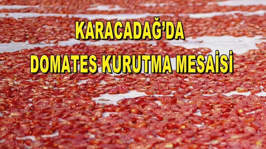 Karacadağ’da domates kurutma mesaisi