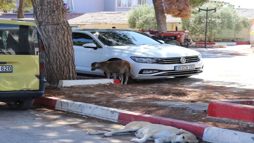 Sahipsiz köpeklerden kaçarken otomobilin çarptığı kadın öldü