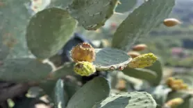 Uçurum kenarında yetişen dikenli incir