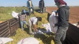 TİGEM'de fıstık hasadı başladı