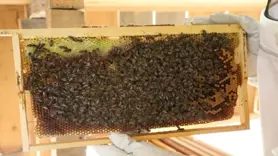 Kestane balı 2 bin 500 TL'den satılacak