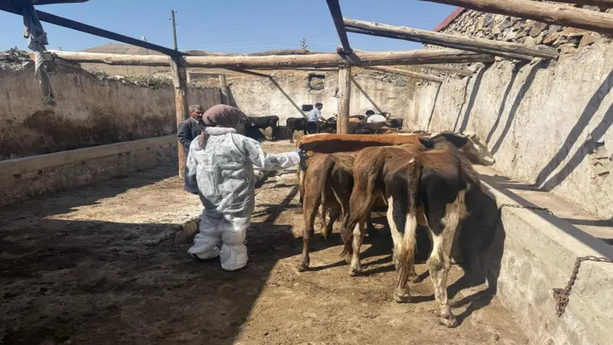Şap hastalığına karşı aşılama çalışmaları sürüyor