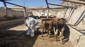 Şap hastalığına karşı aşılama çalışmaları sürüyor
