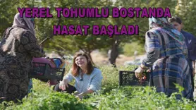 Yerel tohumlu bostanda hasat başladı