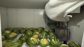 Karpuz yarışmasına sayılı günler kaldı