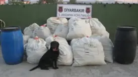 Çeyrek ton uyuşturucu!