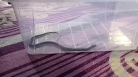 4’üncü kattaki bir evin çocuk odasına yılan girdi