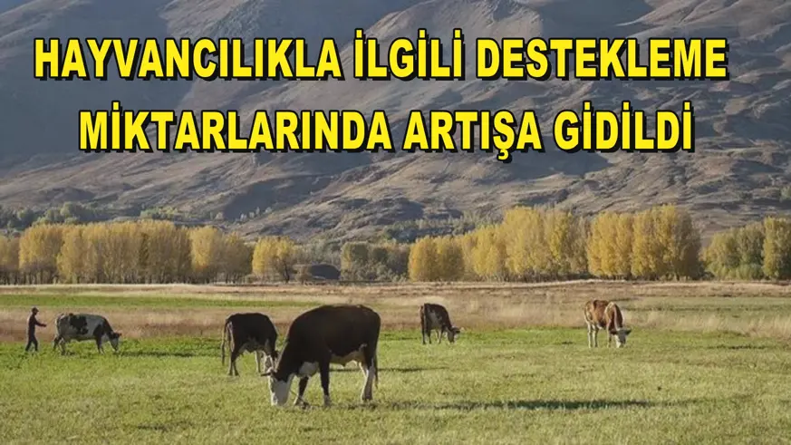 Hayvancılıkla ilgili destekleme miktarlarında artışa gidildi