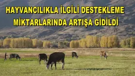Hayvancılıkla ilgili destekleme miktarlarında artışa gidildi