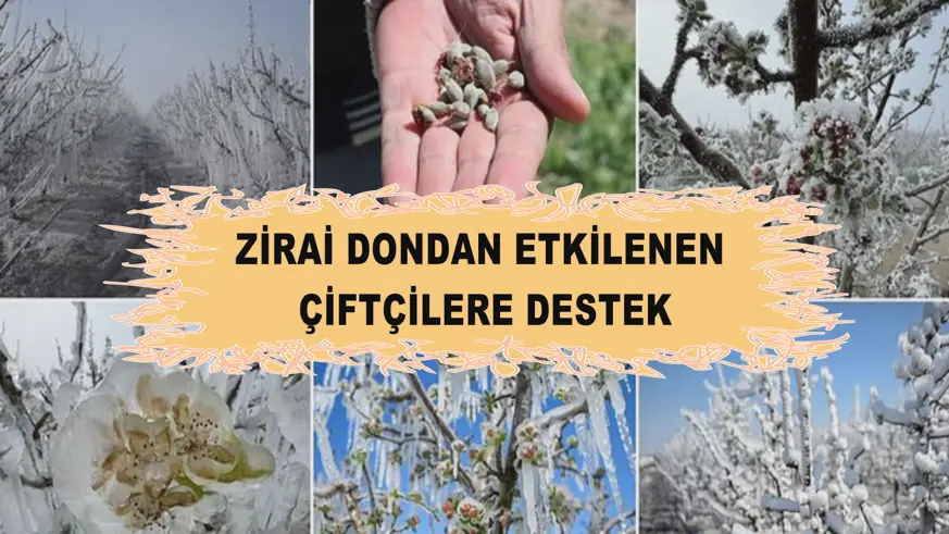 Zirai dondan etkilenen çiftçilere destek