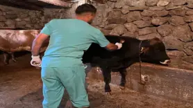 Şap hastalığına karşı aşılama çalışmaları sürüyor