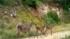 Kızıl geyik ailesi kameralarda