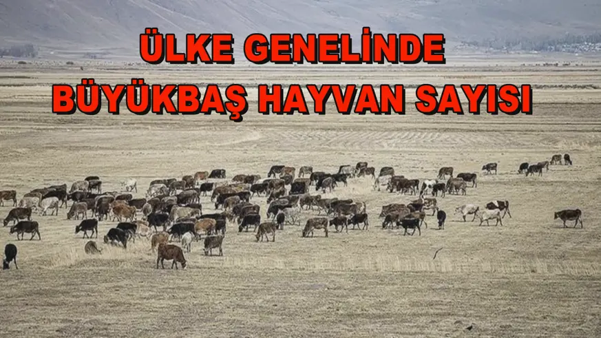 Ülke genelinde Büyükbaş hayvan sayısı