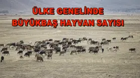 Ülke genelinde Büyükbaş hayvan sayısı